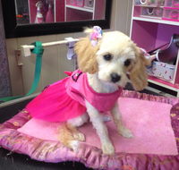 Lyns Total Pet Care - Suburb Australia