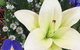 Grafton Florist - thumb 1