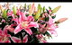 Grafton Florist - thumb 2