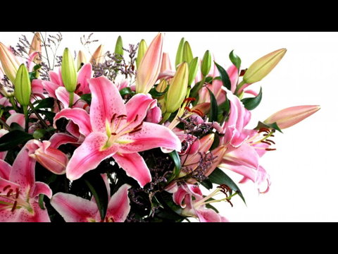 Grafton Florist - Suburb Australia 2