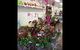 Grafton Florist - thumb 3
