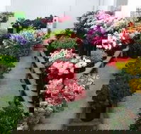 Townsville Flower Market - Suburb Australia