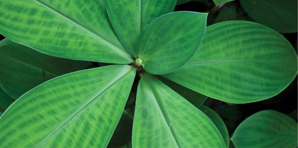 Cafes Coffee Shops Freshwater QLD Suburb Australia