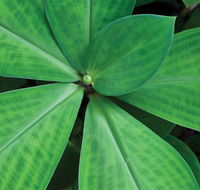 Limberlost Nursery  Garden Centre - Suburb Australia