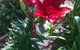 Bluebush Cafe - thumb 10
