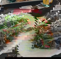 The Pub - Suburb Australia