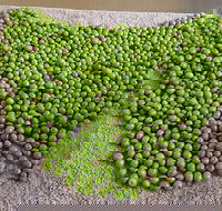 Wattle Hill Olives - Suburb Australia