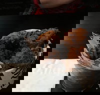 Bump in Burgers - Suburb Australia