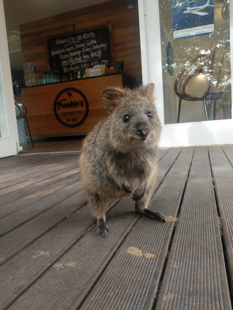 Frankie's On Rotto - Suburb Australia 3