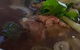 Pho South Saigon - thumb 1