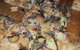 Russellâ€™s Pizza - thumb 3