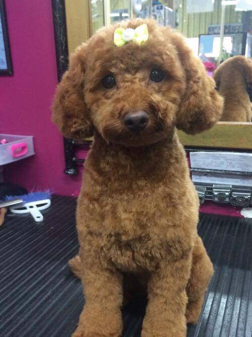 Dog Cat Clipping Washing Grooming Adamstown NSW Suburb Australia