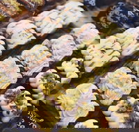 Butcher Baker Coffeemaker - Suburb Australia