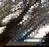 The Forest Door - Suburb Australia