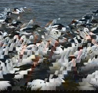 The Red PepperGourmet Pizza and Pasta - Suburb Australia