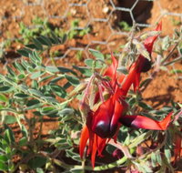 Thom Dick  Harry's - Suburb Australia