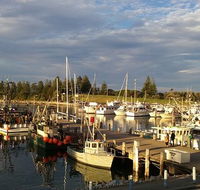 Horse Camel - Suburb Australia