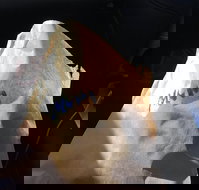 Shoeys bakery - Suburb Australia