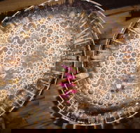 Moya's Juniper Lounge - Suburb Australia