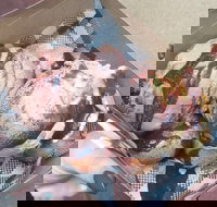 Tommy Sugo - Suburb Australia