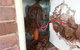 Red Centre Pest Control - thumb 4
