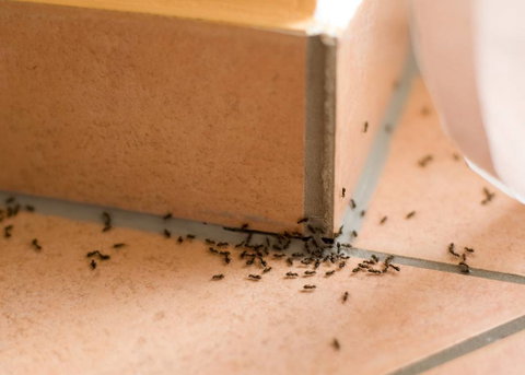 Wisemans Pest Control - Suburb Australia 0