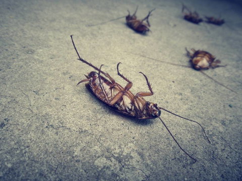 Wisemans Pest Control - Suburb Australia 1