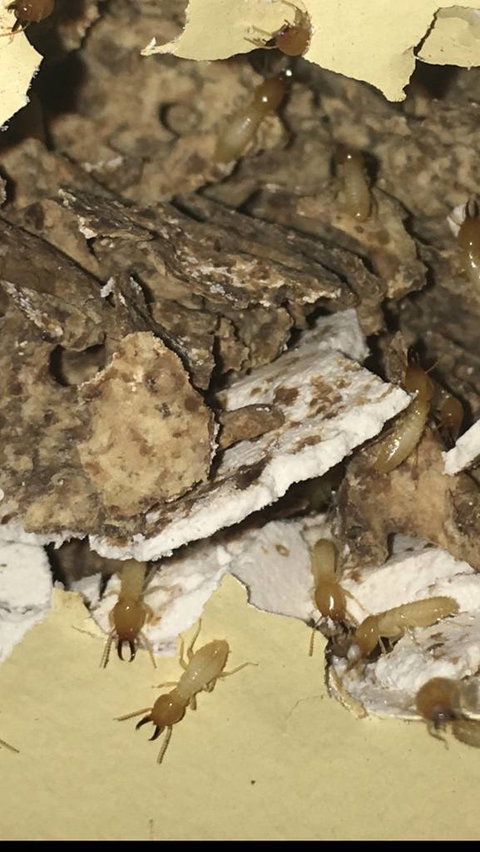 Country To Coast Pest Control - Suburb Australia 3