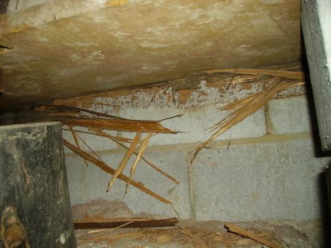 Complete Pest Control - Suburb Australia 3