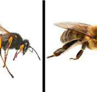 Statewide Pest Solutions - Suburb Australia