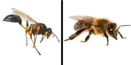 Statewide Pest Solutions - Suburb Australia 0