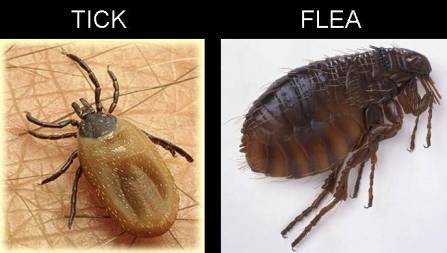 Statewide Pest Solutions - Suburb Australia 2