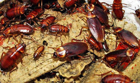 Statewide Pest Solutions - Suburb Australia 3