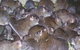 Statewide Pest Solutions - thumb 4