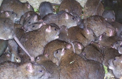 Statewide Pest Solutions - Suburb Australia 4