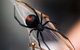 Statewide Pest Solutions - thumb 5