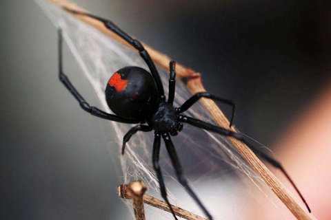 Statewide Pest Solutions - Suburb Australia 5