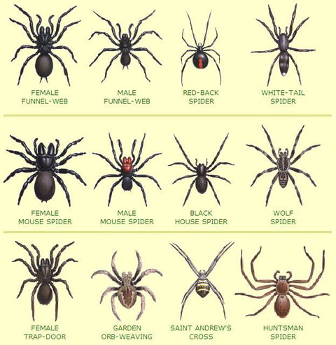 Statewide Pest Solutions - Suburb Australia 6