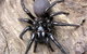 Statewide Pest Solutions - thumb 7