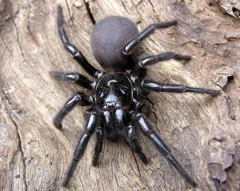 Statewide Pest Solutions - Suburb Australia 7