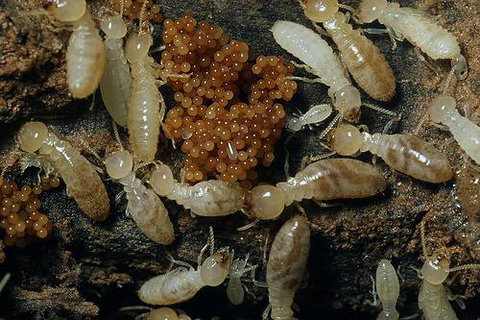 Statewide Pest Solutions - Suburb Australia 8