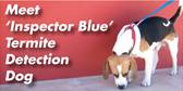 Blue Peace Pest Control - Suburb Australia 0