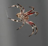 Inland Pest Management - Suburb Australia