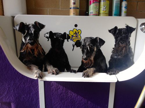 Dog Trainers Byron Bay NSW Suburb Australia