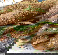 Bean Out - Suburb Australia