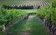 Hayes Family Wines - thumb 1
