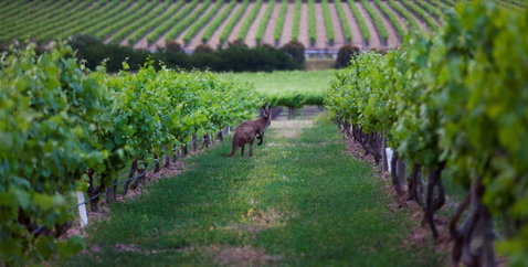 Hayes Family Wines - Suburb Australia 1