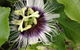 Essence Natural Therapy & Dispensary - thumb 2