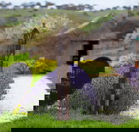 Hart of the Barossa - Suburb Australia