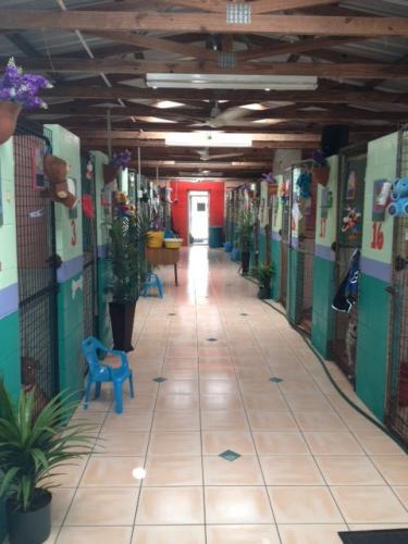 Dog Cat Clipping Washing Grooming Hervey Bay QLD Suburb Australia